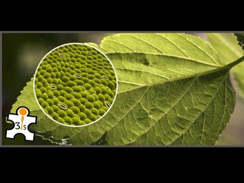 Travel Deep inside the Leaf || #biology || #Future_Doctor_Rahul ||🍃🍃🍃