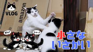 【CatsVlog】かわいい猫のいさかい #猫動画 #可愛い猫 #保護猫