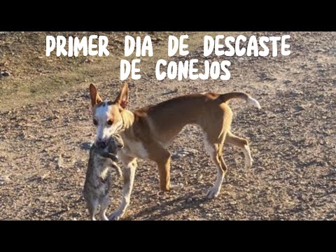 DESCASTE DE CONEJOS || CAZA MENOR SIN FILTROS ||  CAZA AL SALTO CON PODENCOS