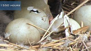 A swan nest hatching