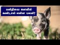 பன்றியை கனவில் கண்டால் பன்றி கனவில் Pa