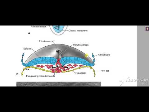 Gastrulation 3