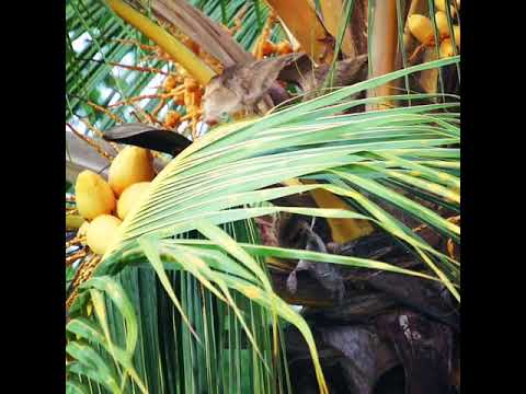 ISHARA ZITAZAMENI TAARAB ZANZIBAR