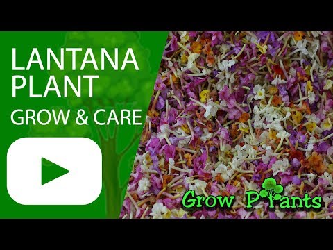 image-Is there a lantana tree?