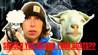 LET’s GET REAL about DISBUDDING/DEHORNING Goats. SPILLING THE TEA on it ALL!! The GOOD, BAD & UGLY!