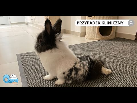 Królik Futrzak  - niedowład kończyn