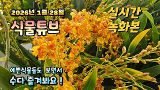 2026년 1월 28일 실시간 방송으로 예쁜식물들 시청 하시면서 수다 즐겨봐요 #양재꽃시장 #식물튜브 #식물…