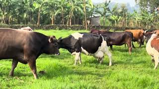 Download lagu Inka izuba rirashe zisheje mp3