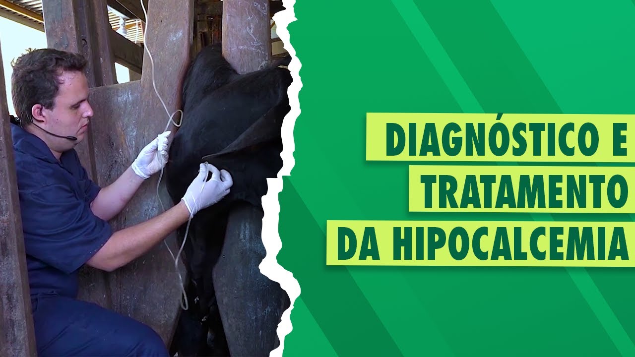 Hipocalcemia em vacas