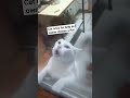 Cat Cries for help as owner chases a Rat.#jojoandstephtv #help #cat #rat #animal #lovers #pet #cry