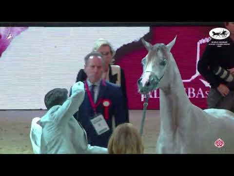 N 22 D NAJLAH   World Arabian Horse Championship 2022   PARIS   Yearling Fillies Section B Class 1B