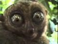 Lemur Big Eyes