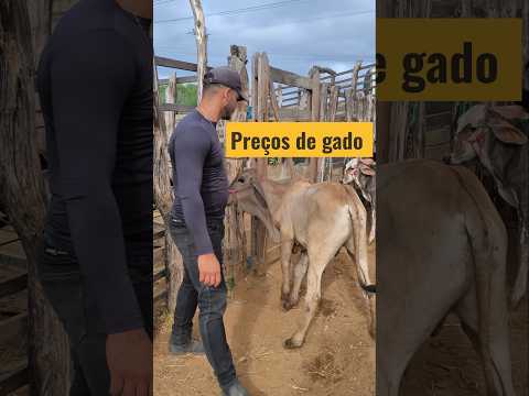 Preços de gado na Itã, Carnaíba-PE #pecuaria #gado