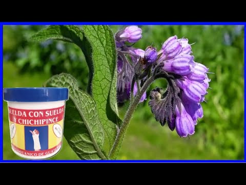 Suelda con Suelda Planta Medicinal Para que Sirve   Phthirusa Adunca
