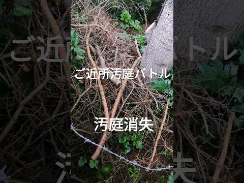 見下ろす庭を隣人と衝突せずに美しく隠すにはどうすればよいですか？  庭園