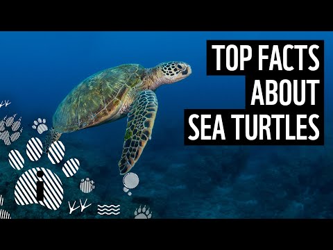 Top facts about sea turtles | WWF