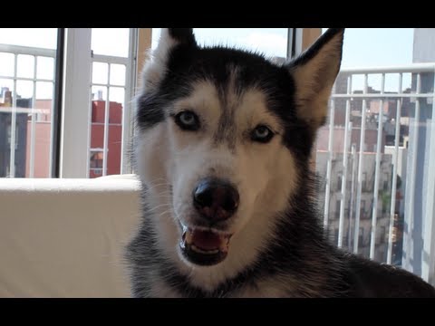 Хаски мишка разговаривает с собакой. Собака говорит раф. Собака говорит раф. Собака говорит раф. Хаски мишка.