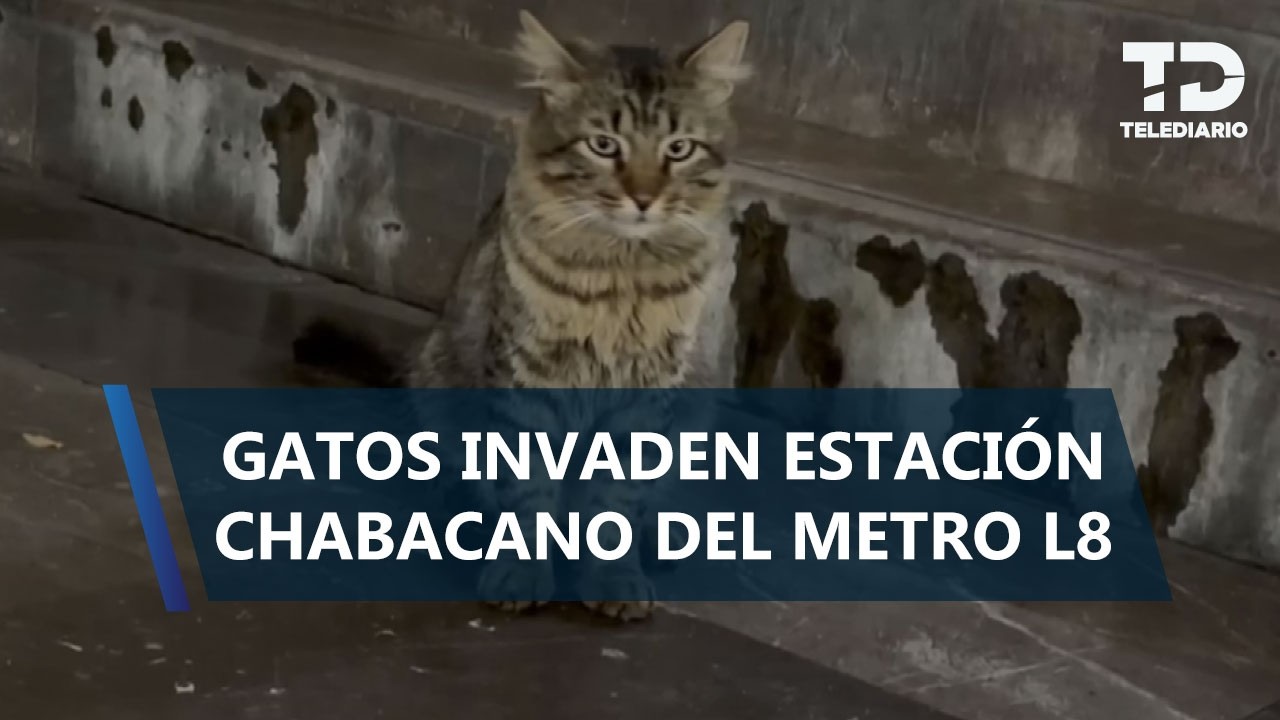 Entre transbordos y maullidos: gatitos se vuelven la atracción de Chabacano