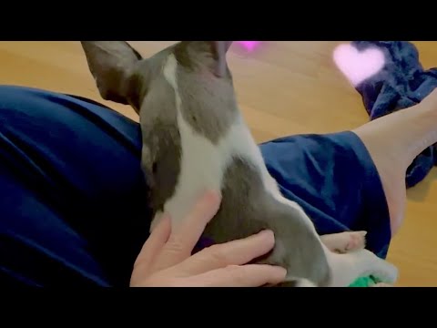 Gorgeous Boy Crisanto Loves Mummy! #dogmum #doglovers #dog #socute #ilovemydog #heartwarming #love