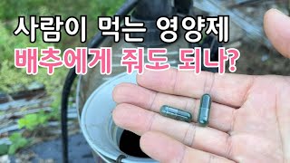 폭염에 고생한 배추에게 사람먹는 영양제가 도움 될까요?