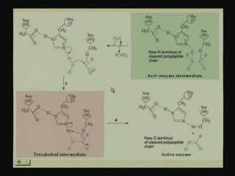 Enzyme Mechanisms II