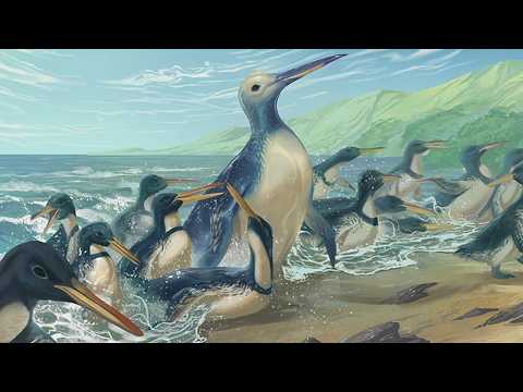 The Evolution of Penguins