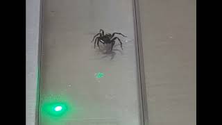 Why you should have a laser pointer.Hasarius Adansoni jumping spidr