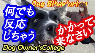 ドッグビヘイビアリストが教える元気すぎるボーダーリー改善法!