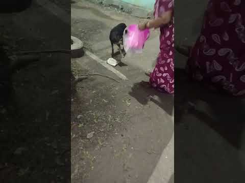 DAY - 29 OF FEEDING STREET DOGS ❤️😌#bluecross #feedingstreetdogs #petlover #doglover