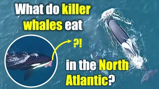 Newswise:Video Embedded diverse-tastes-variability-in-diet-of-north-atlantic-killer-whales