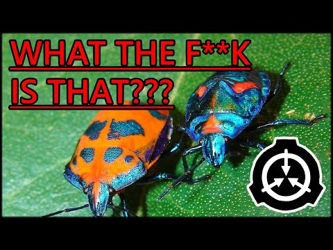 SCP 006 J - NO TIME TO MAKE A GOOD TITLE, RUN