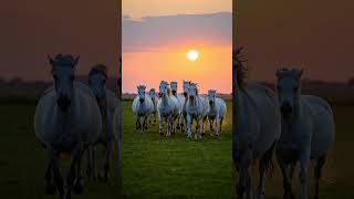 Vastu Images: 7 White Horses Running #aishorts #aivideo #whitehorses #vastu