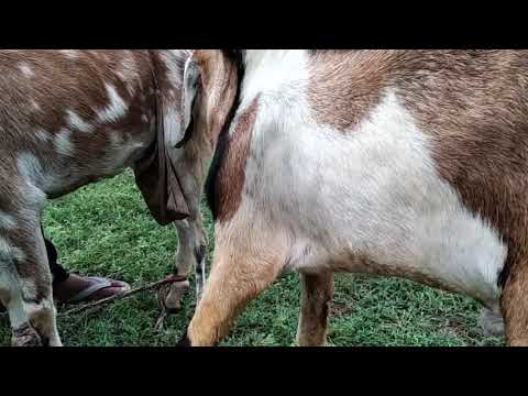 , title : 'Συνάντηση Κατσίκας - Τράγου Goats meeting'