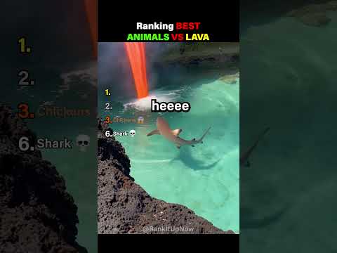 Ranking Best Animals Vs Lava