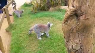 Lemurs Playing - Cotswold Wildlife Park Burford, Oxfordshire