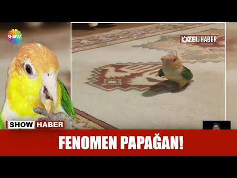 , title : 'Fenomen papağan!'