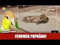 Fenomen Papağan