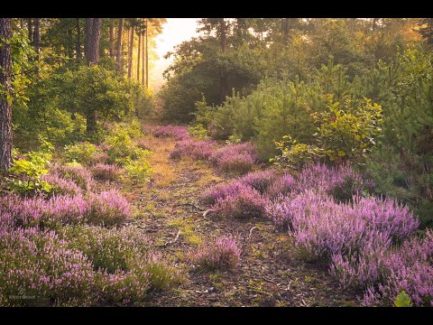 Wrzosy - Song by AI (New Version)