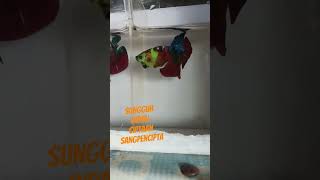 Download lagu Keindahan Tiada Tara #komunitascupanghiasindonesia #budidayaikancupang #ikanhiasairtawar #peternak mp3