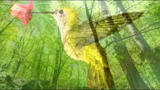 Bird Sounds: One Hour Nature Sounds Music for Meditation and Relax, Massage and Autogenic Training