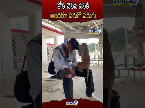 కోతి చేసిన పనికి అందరూ పరుగో పరుగు 🤣🤣🤣🤣 #money #monkey #monkeyvideo #viralvideo #viralshort #shorts
