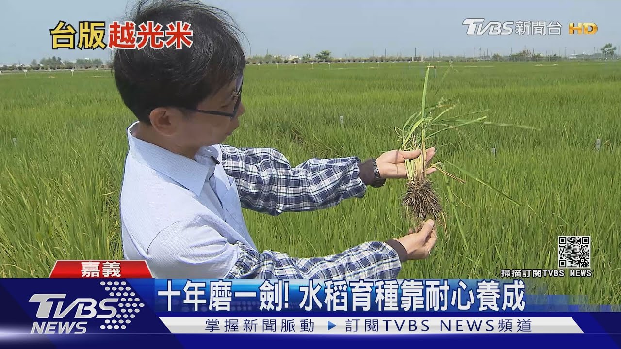 十年磨一劍! 養出口感媲美越光米的「台版越光米」