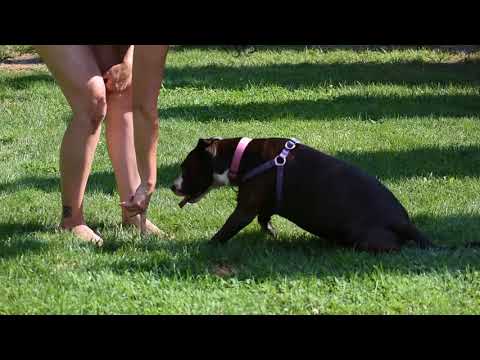 Annabelle, an adopted Pit Bull Terrier Mix in Pelham, NH_image-1