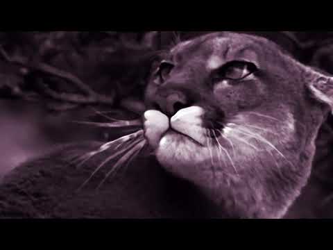 Hazon - Numb (Eclipse Video)