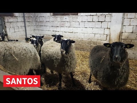 ROMANOVSKA OVCA VEOMA PLODNA