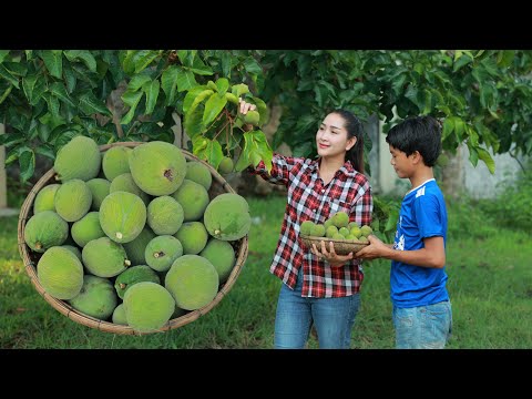 Have you ever try Young Santo Fruit pickle before? Pick Young Santol fruit for pickle | Fruit pickle