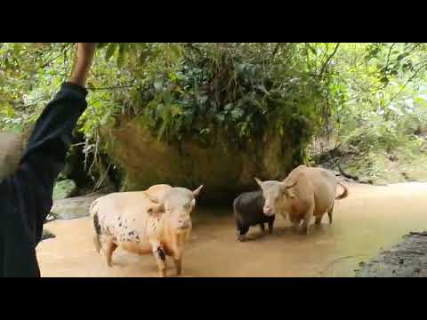 Mithun(Bos Frontalis), State animal of Arunachal Pradesh, India. #primitive #state