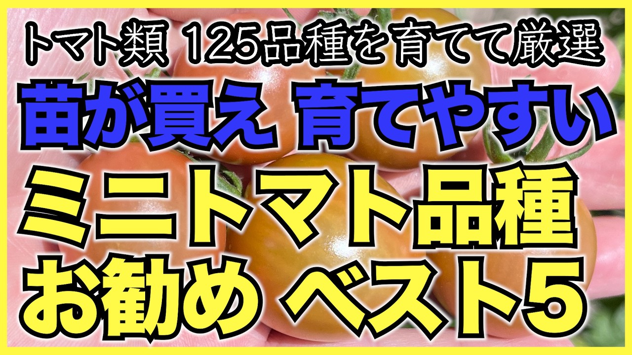 【ミニトマト】苗が買えて育てやすい！おすすめミニトマト品種ベスト5【初心者向け】