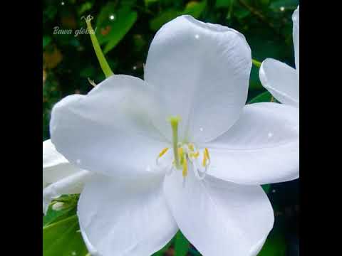 Katre en vasal vanthai bgm 😌whatsapp status song ❤️