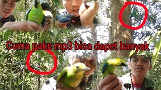 Download lagu Mikat burung dihutan hanya menggunakan mp3 || dapat cucak ijo muda hutan || part 1 mp3 Download lagu Mikat burung dihutan hanya menggunakan mp3 || dapat cucak ijo muda hutan || part 1 mp3